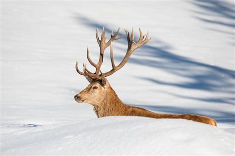 Premium Photo | Deer portrait on the snow background