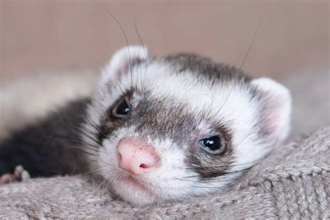 What Should I Add to My Ferret’s Cage? | Saratoga Veterinary Hospital