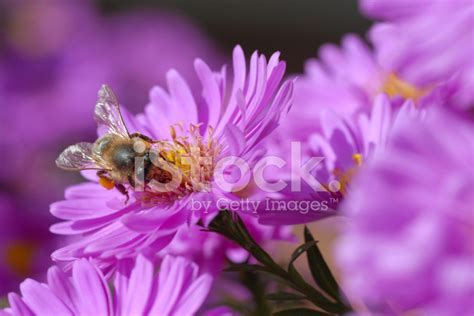 Honey Bee And Pollination Stock Photo | Royalty-Free | FreeImages