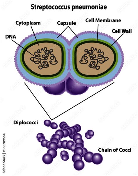 Bacteria cell of streptococcus pneumoniae labeling cell structures of ...