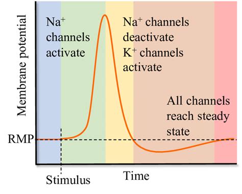 Action Potential Diagram Muscle