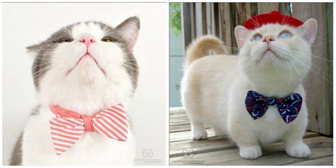 27 ADORABLE Cats in Bow Ties that are Incredibly Chic - News