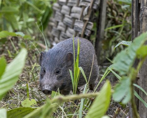 Pygmy hog: Back from the Brink | RoundGlass | Sustain