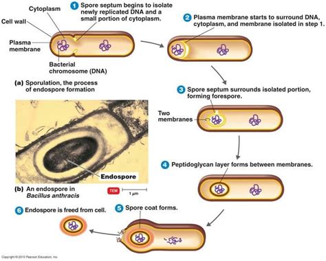 Sporulation of an endospore | Cell wall, Plasma membrane, Microbiology