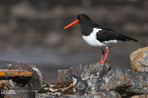 Eurasian oystercatcher (Haematopus ostralegus) | Animals and pets, Esko, Animals