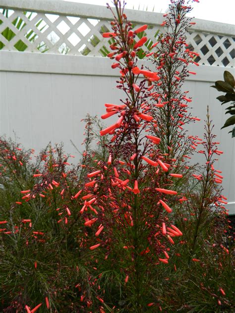 "Firecracker" plant | Plants, Wildflower garden, Butterfly garden plants