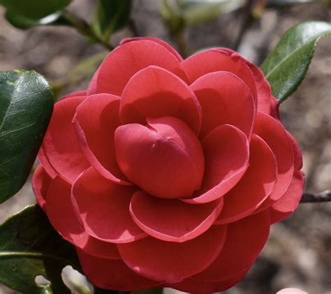 Camellia japonica (Camellia, Common Camellia, Japanese Camellia, Peony ...