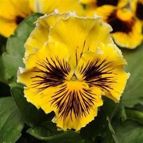 MPB#3 pansy seeds frizzle sizzle yellow 500 bulk seeds | Flower seeds, Pansies, Annual flowers