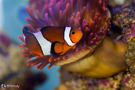 Symbiotic Relationship: Clownfish and Sea Anemone - NYK Daily