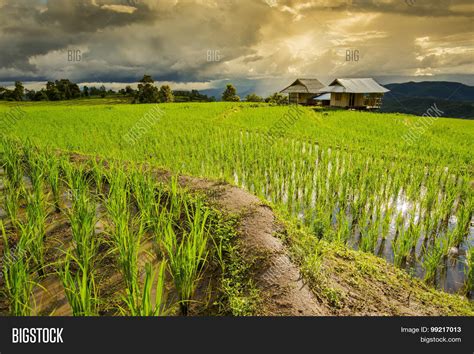 Terraced Rice Field Image & Photo (Free Trial) | Bigstock