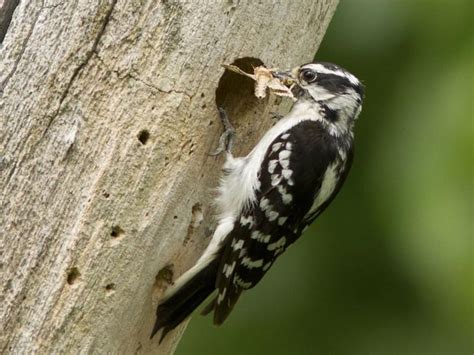 Downy Woodpecker Nesting (Behavior, Eggs, Location + FAQs) | Birdfact