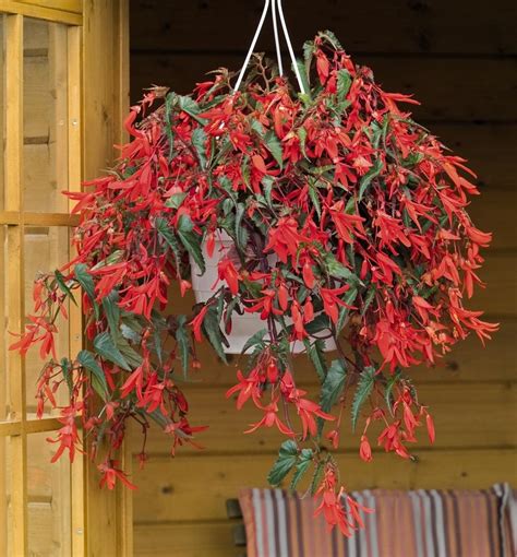 Shade Hanging Baskets | Hanging Baskets | Annuals | Plants & Flower...