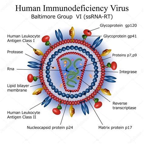 Hiv Virus Structure Animation