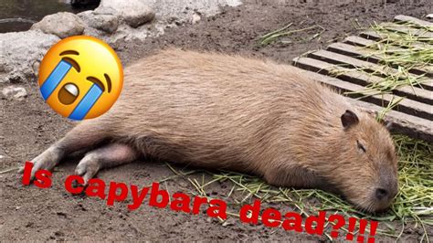 Is capybara dead? *sad* - YouTube