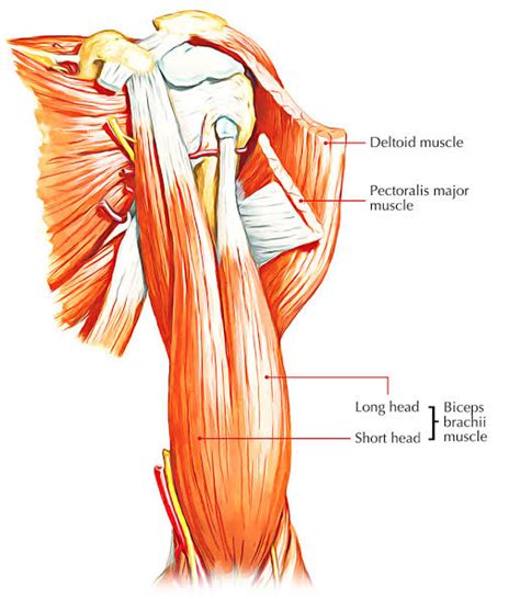 Difference Between Biceps And Triceps - VIVA DIFFERENCES