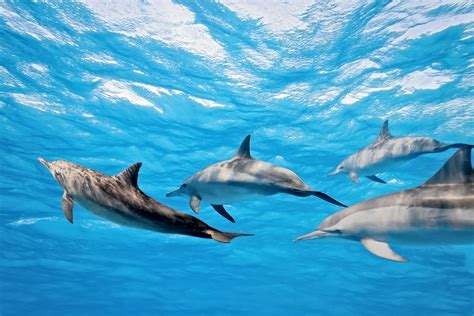 Dolphin Reproduction and Parenting - Dolphin Way