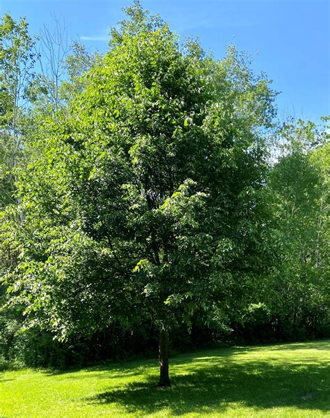 June and the Beautiful Linden Tree — PRESCRIPTION LANDSCAPE INC