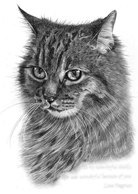 Pencil Drawing of Cat in Loving Memory | Pencil Sketch Portraits