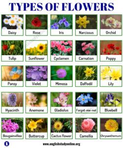 343 Types of Flowers Around the World with Pictures - English Study Online