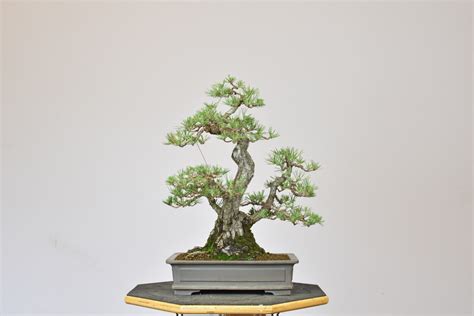 Japanese Black Pine – Eisei-en