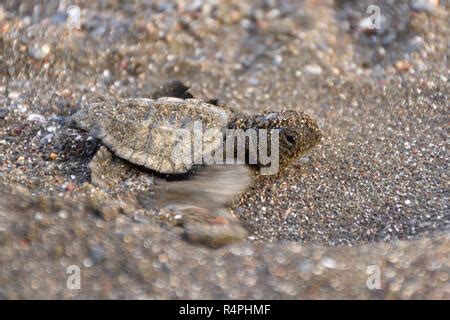 baby Olive Ridley sea turtle release Riviera Nayarit Mexico Stock Photo ...