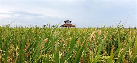 Sawah Padi Kuning - Free photo on Pixabay - Pixabay