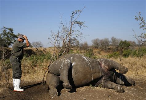 South Africa National Parks Workers Arrested On Suspicion Of Rhino ...