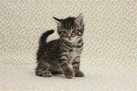 Kitty World: Cute Tabby Kitten