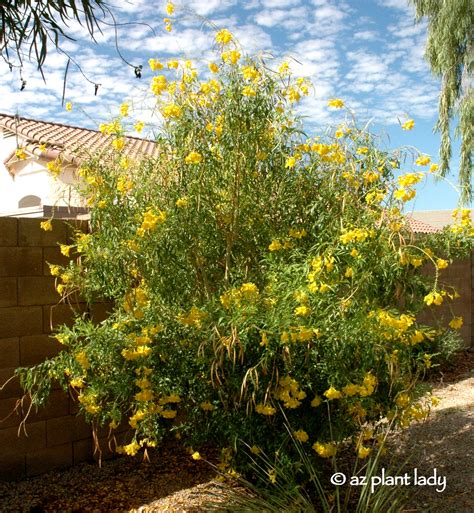 Drought Tolerant Yellow Bells for Warm Season Color