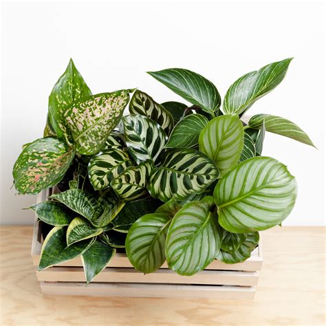 Little Fox lane :: Buy Plants Online – Little Fox Lane