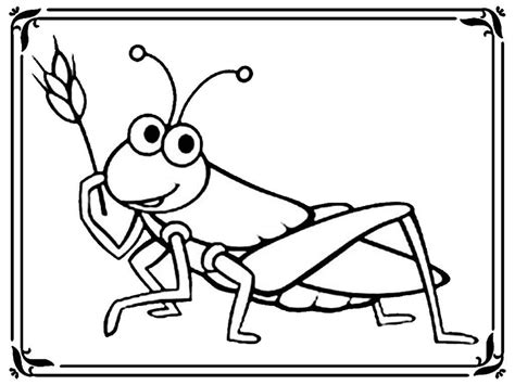 Grasshopper Life Cycle Coloring Page Coloring Pages