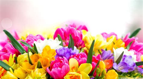 Spring Flowers Slideshow Wallpapers - Wallpaper Cave