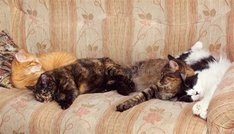 Cats sleeping stock photo. Image of soft, resting, background - 9540786