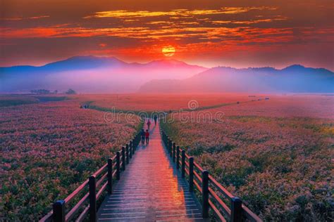 The Beauty of the Dawn Sunrise at Suncheon Bay,South Korea Stock Photo - Image of baysouth ...