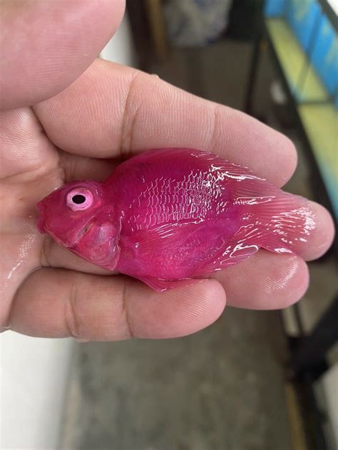 BEAUTIFUL PINK JELLYBEANS PARROT CICHLID 1 TO 2 INCHES IMPORTED FROM THAILAND. FREE Expedited ...