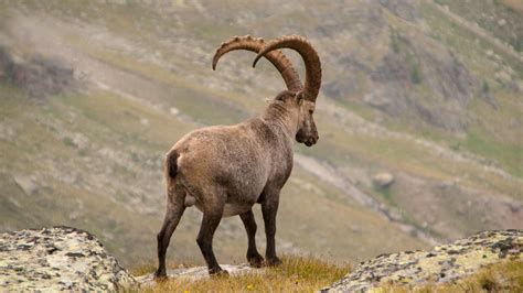 Ibex Wallpapers - Wallpaper Cave