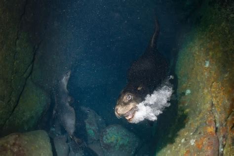 Premium Photo | Male sea lion attacking underwater