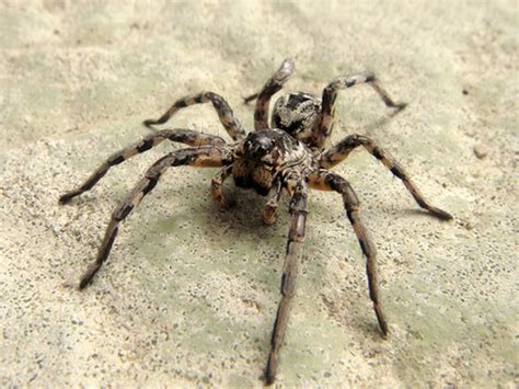 - Lycosa tarantula - Naturfakta