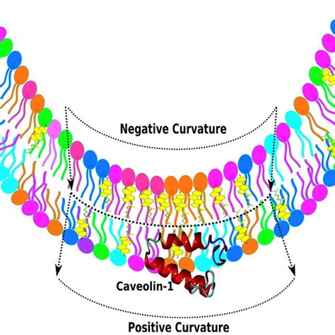 Caveolin-1 induced membrane curvature. A schematic representation of... | Download Scientific ...