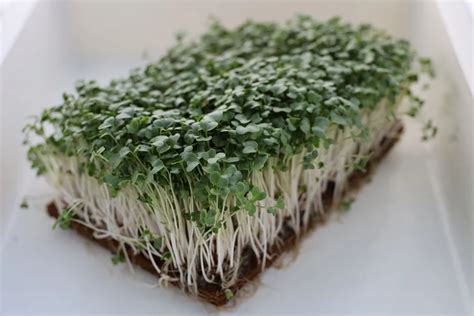 Growing Broccoli Microgreens At Home