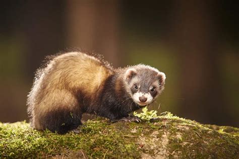 18 Different Types of Ferrets – Nayturr