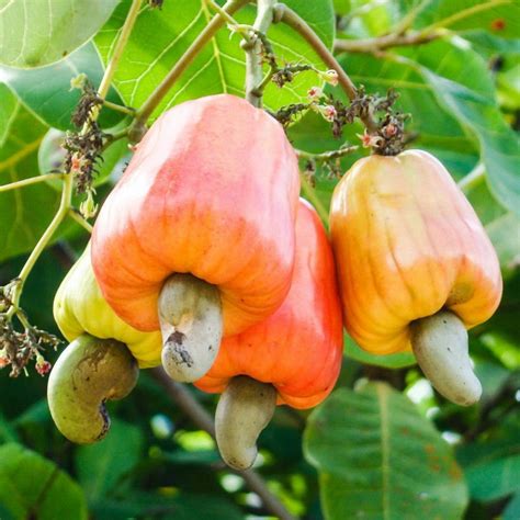 BIONOT - The botany and cultivation of the cashew