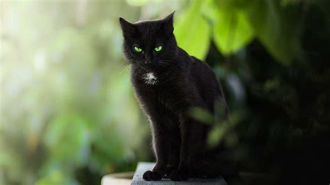 3840x2160px | free download | HD wallpaper: black cat, green eyes, emerald green | Wallpaper Flare