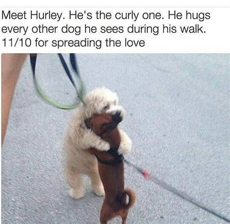 Hurley the hugging dog. Funny Animal Pictures, Cute Funny Animals, Dog Pictures, Funny Dogs ...