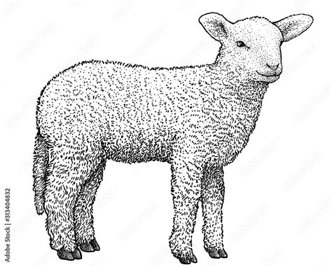 Lamb illustration, drawing, engraving, ink, line art, vector Stock Vector | Adobe Stock