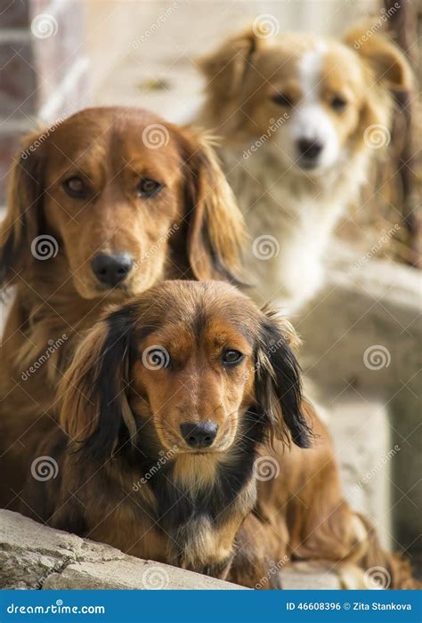 Three dogs stock photo. Image of cute, little, head, three - 46608396