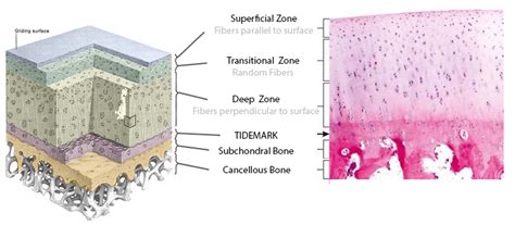 Articular Cartilage - Basic Science - Orthobullets