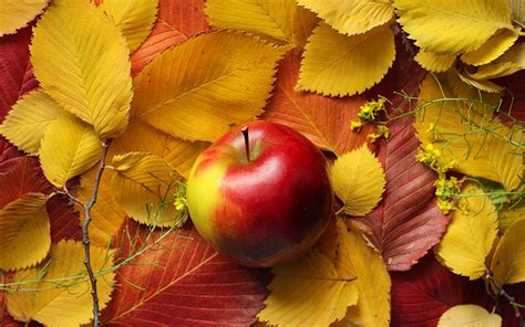 Apples Autumn Wallpapers - Wallpaper Cave