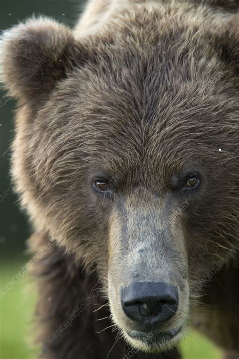 Grizzly bear head - Stock Image - C058/8234 - Science Photo Library