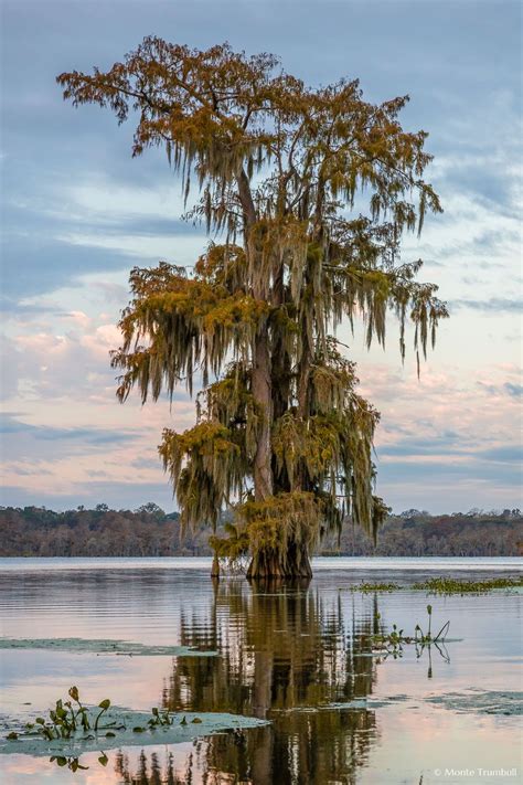 Shrouded Sentinel | Bald cypress tree, Cypress trees, Bald cypress